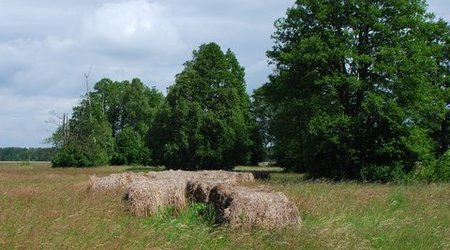 Kampinos maj 2009 – Polska
