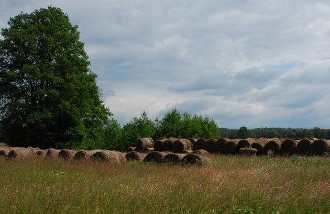 Kampinos maj 2009