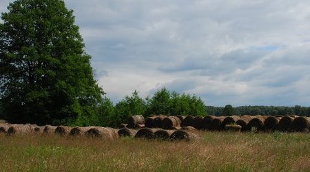 Kampinos maj 2009 – Polska