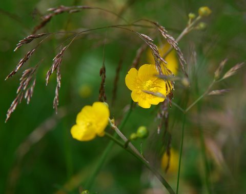 Kampinos maj 2009