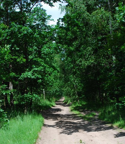Kampinos maj 2009