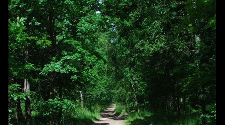 Kampinos maj 2009 – Polska