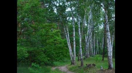 Kampinos maj 2009 – Polska