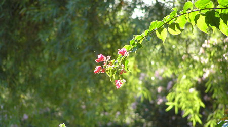 Arizona, USA – Stany Zjednoczone Ameryki