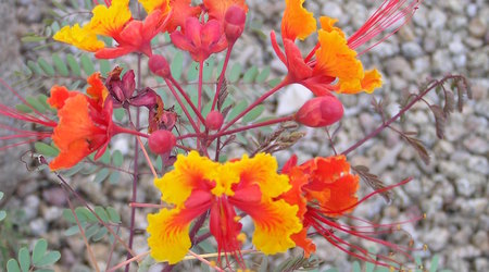 Arizona, USA – Stany Zjednoczone Ameryki