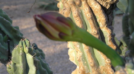 Arizona, USA – Stany Zjednoczone Ameryki
