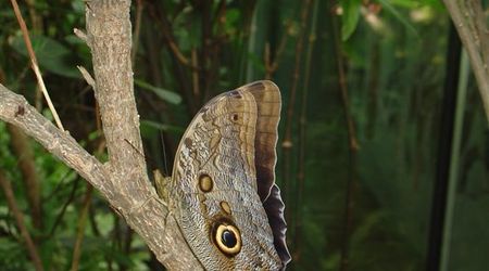 Zoo  70 - motyle – Amsterdam, Holandia