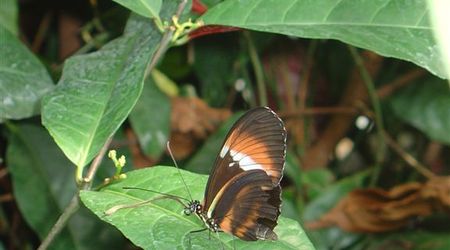 Zoo  71 - motyle – Amsterdam, Holandia