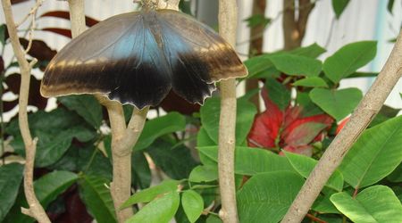 Zoo  74 - motyle – Amsterdam, Holandia