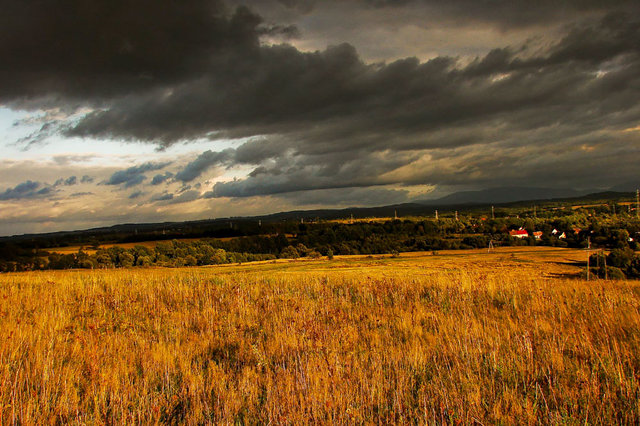 Niedów