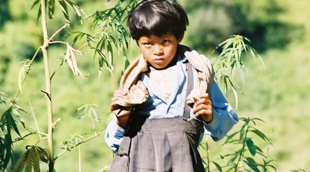 Miss marihuana – Pokhara, Nepal