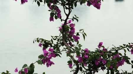 Zatoka Halong, Wietnam – Hạ Long
