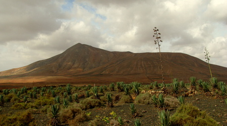 słoń – Fuerteventura, Hiszpania