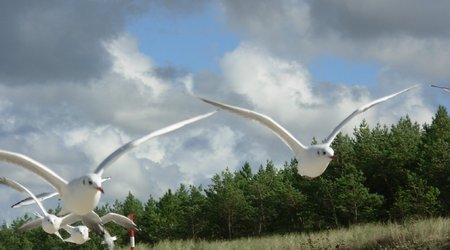Mewy II – Polska