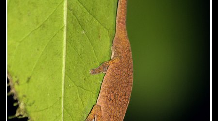 Madagaskar