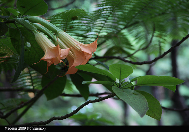 Jardim Tropical Garden