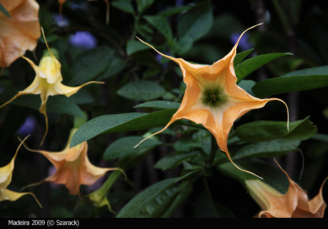 Jardim Tropical Garden