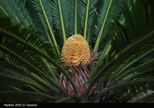 Jardim Tropical Garden