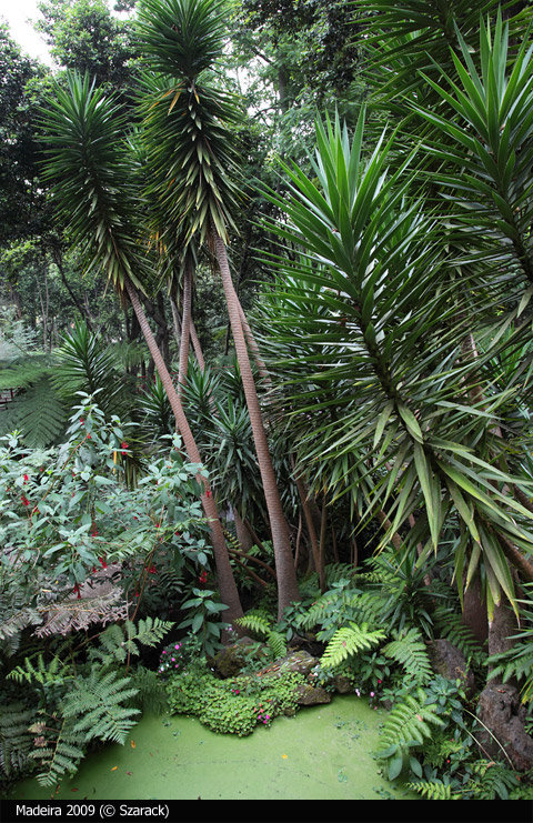 Jardim Tropical Garden
