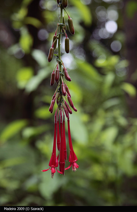 Jardim Tropical Garden