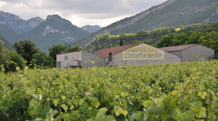 Dsc 3158 Winnice w dolinie rzeki Drome – Mirabel-et-Blacons, Francja