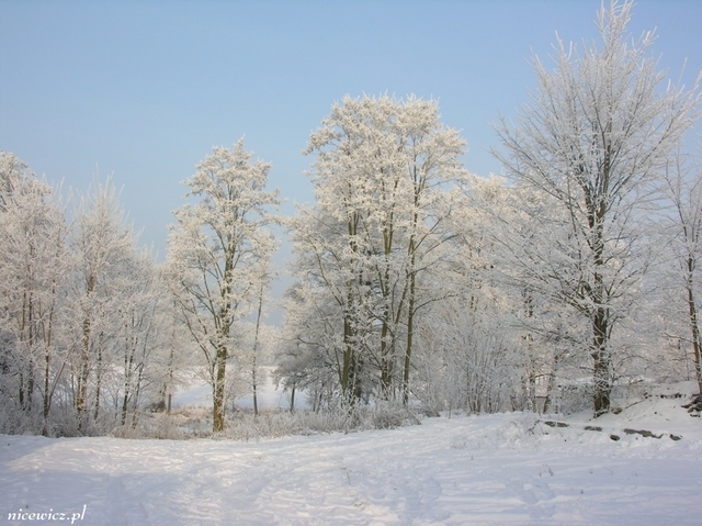 Foto Sylwester Nicewicz   Kozioł i rzeka Pisa w zimowej szacie, woj  podlaskie.