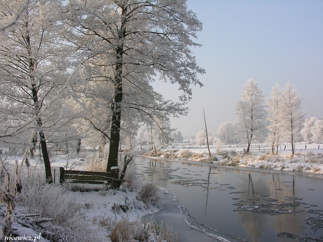 Foto Sylwester Nicewicz   Kozioł i rzeka Pisa w zimowej szacie, woj  podlaskie.