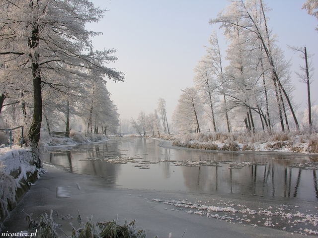 Foto Sylwester Nicewicz   Kozioł i rzeka Pisa w zimowej szacie, woj  podlaskie