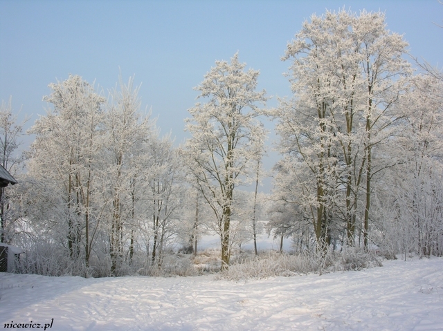 Foto Sylwester Nicewicz   Kozioł i rzeka Pisa w zimowej szacie, woj  podlaskie