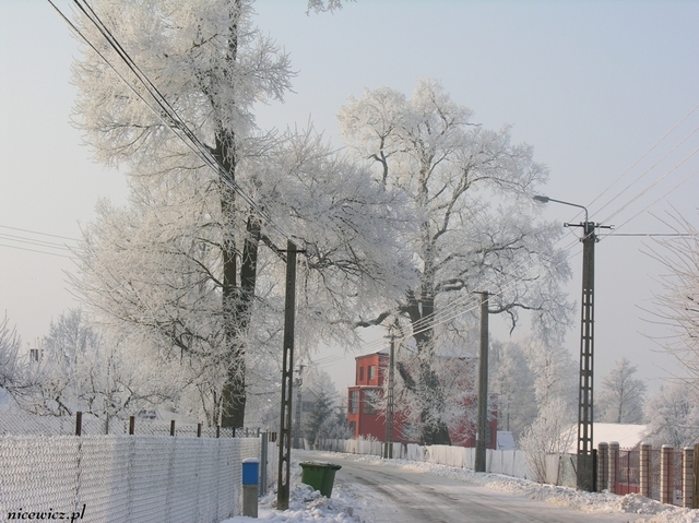 Foto Sylwester Nicewicz   Kozioł i rzeka Pisa w zimowej szacie, woj  podlaskie