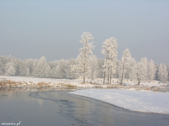 Foto Sylwester Nicewicz   Kozioł i rzeka Pisa w zimowej szacie, woj  podlaskie