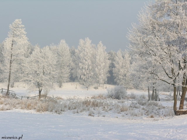 Foto Sylwester Nicewicz   Kozioł i rzeka Pisa w zimowej szacie, woj  podlaskie