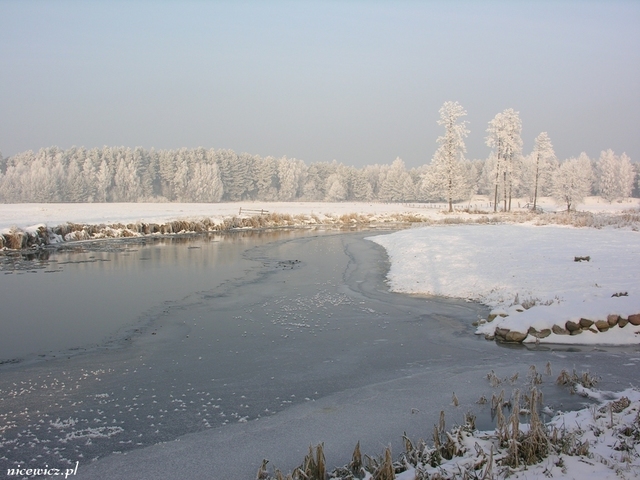 Foto Sylwester Nicewicz   Kozioł i rzeka Pisa w zimowej szacie, woj  podlaskie