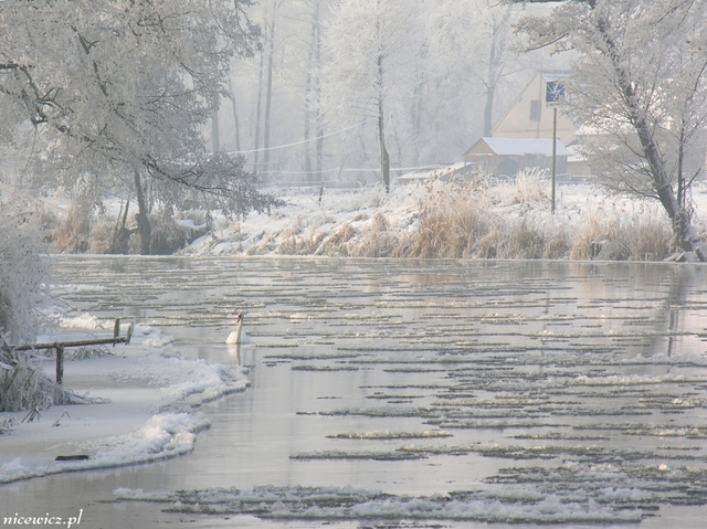Foto Sylwester Nicewicz   Kozioł i rzeka Pisa w zimowej szacie, woj  podlaskie
