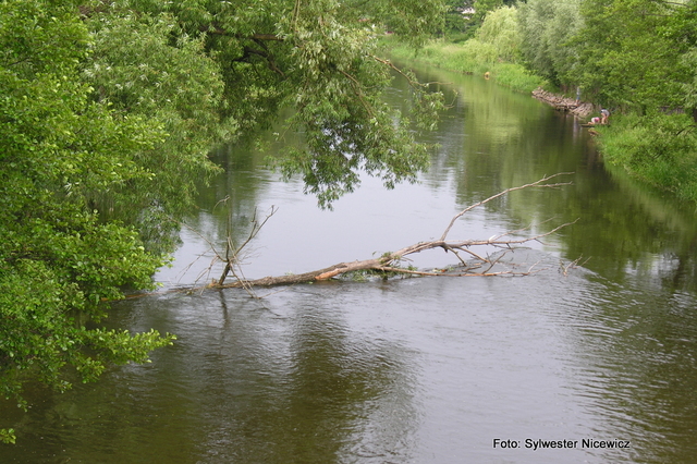 Foto Sylwester Nicewicz - Kozioł  