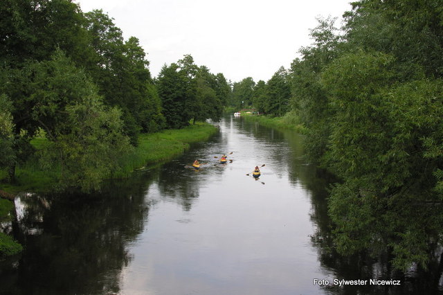 Foto Sylwester Nicewicz - Kozioł  