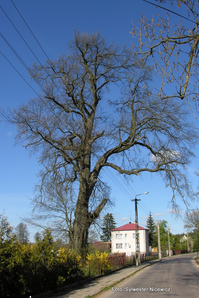Foto Sylwester Nicewicz - Kozioł  