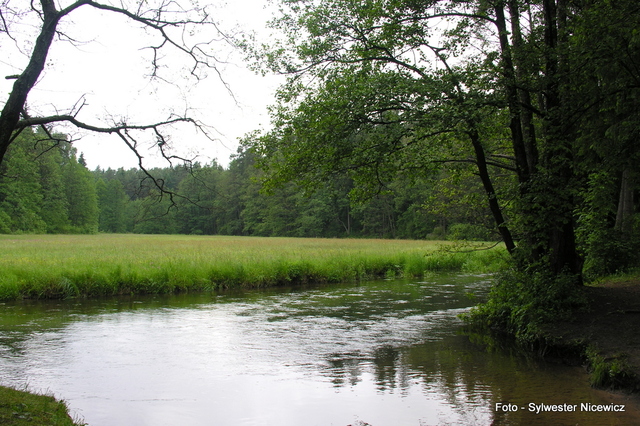 Foto: Sylwester Nicewicz - "Świete Miejsce"  nad rzeką Rospudą.