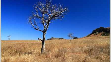 Madagaskar – Park Narodowy Isalo