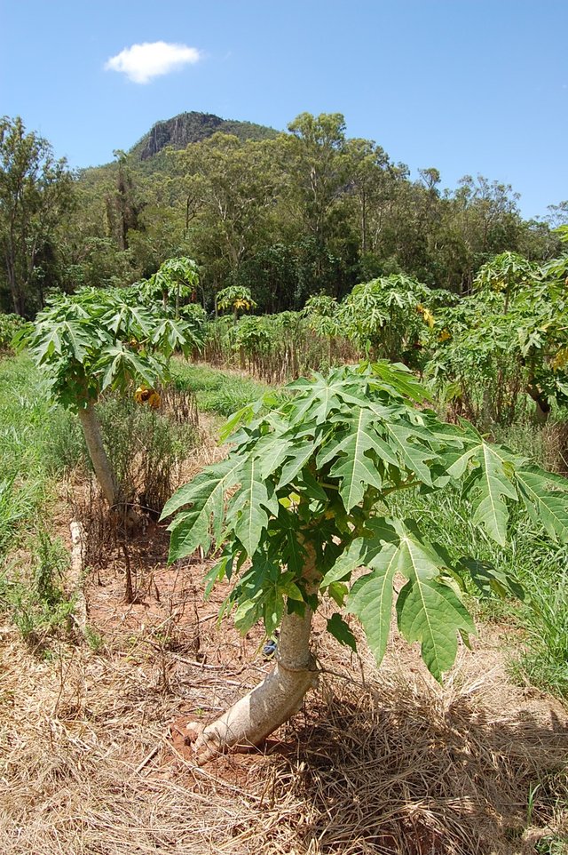 ot, papaya.. (aussie mowia na to popo)