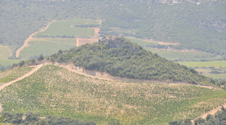 Dsc 4596 winnice w Patrimonio – Francja