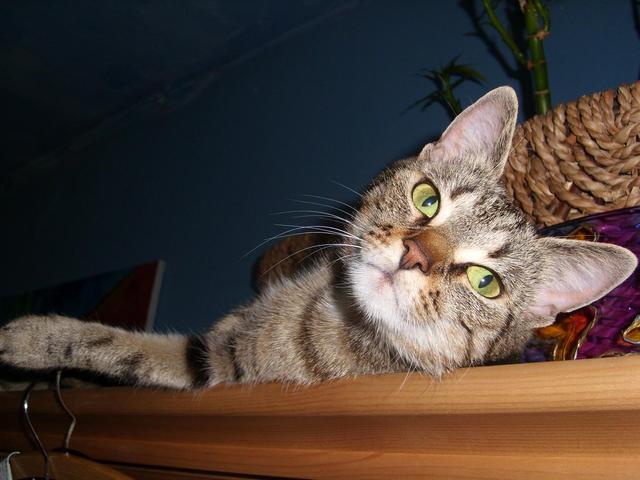 Lilucha