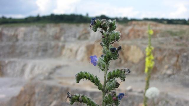Kamieniołom w Gałęzicach