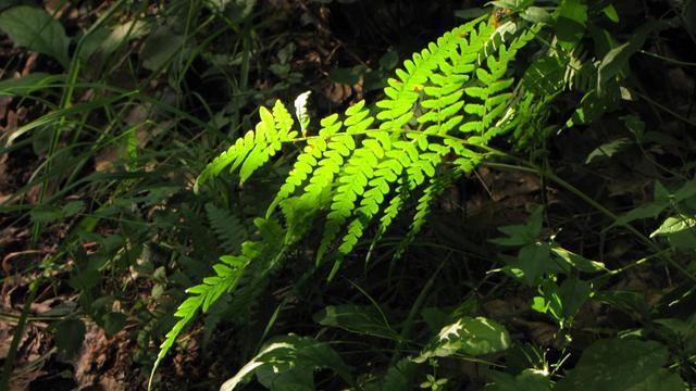 "Puszcza w mroku śpi, w niewidzie śpi Łysogór święty las"