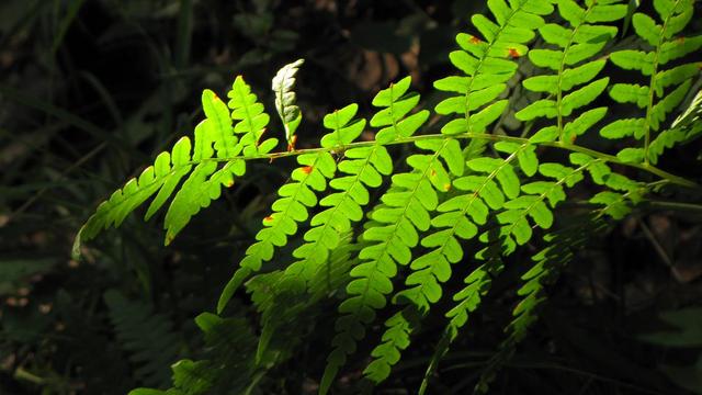 ..."Gdzie paprocie rosną w pas"