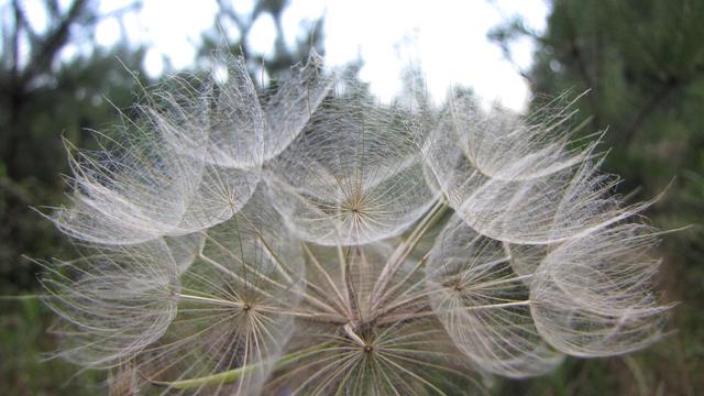 Dmuchawce, latawce, wiatr