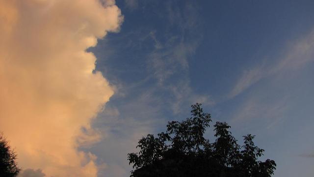 Drzewo, niebo, widok z mojego podwórka