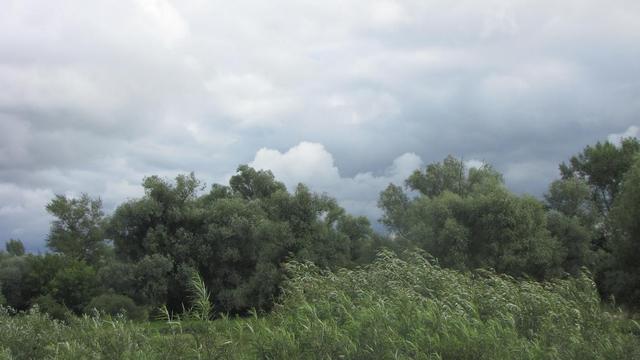Wierzby w dolinie Wisły koło Annopolu