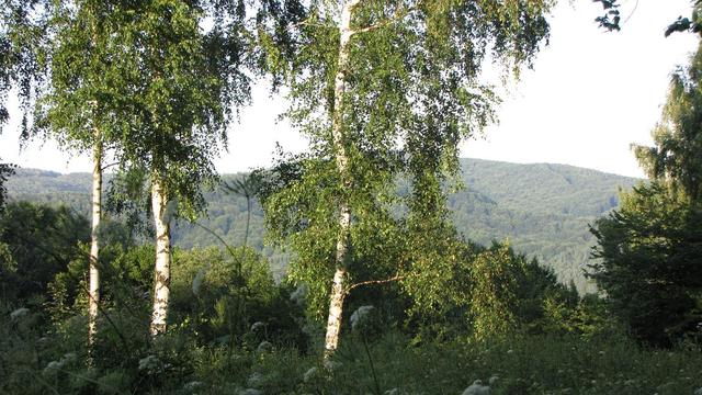 W drodze nad Solinę