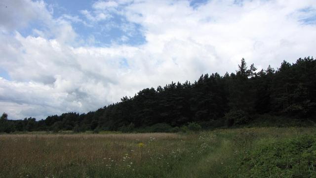 Gdzieś w lesie